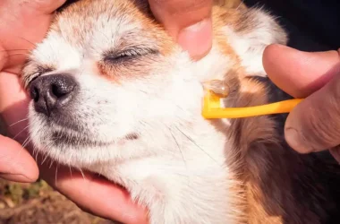 How to remove a tick from a dog