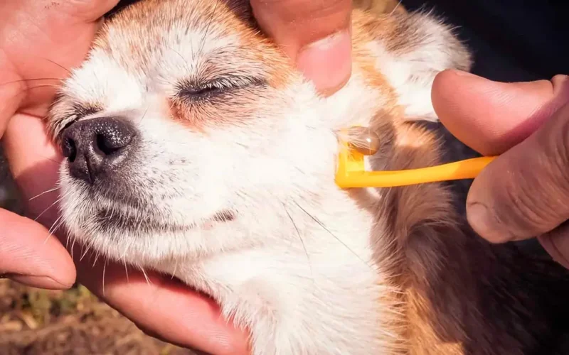 How to remove a tick from a dog
