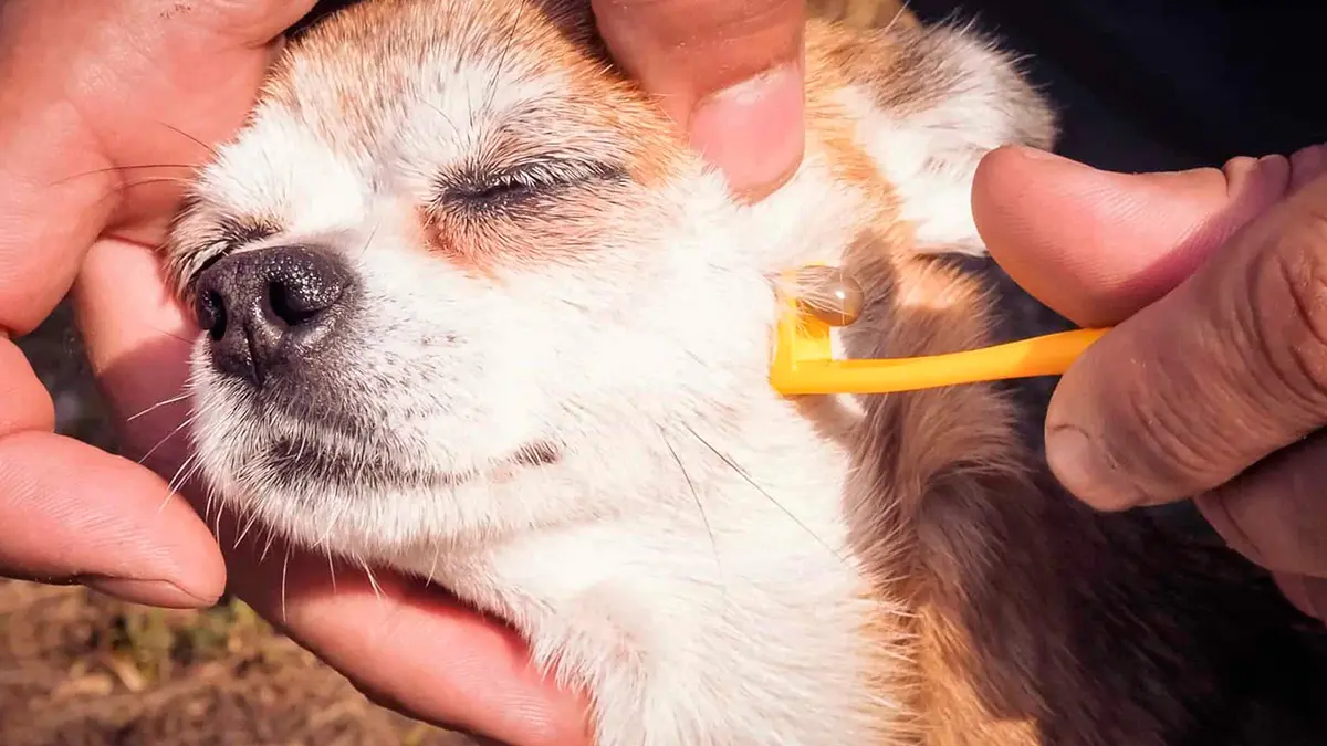 How to remove a tick from a dog