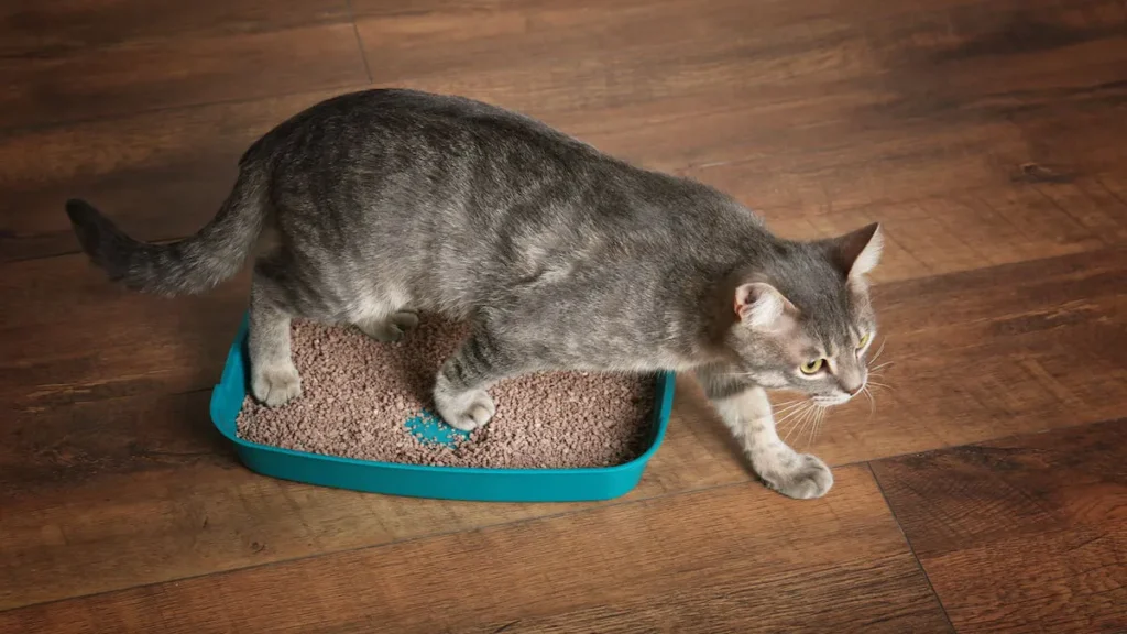 How to remove cat urine smell from the floor